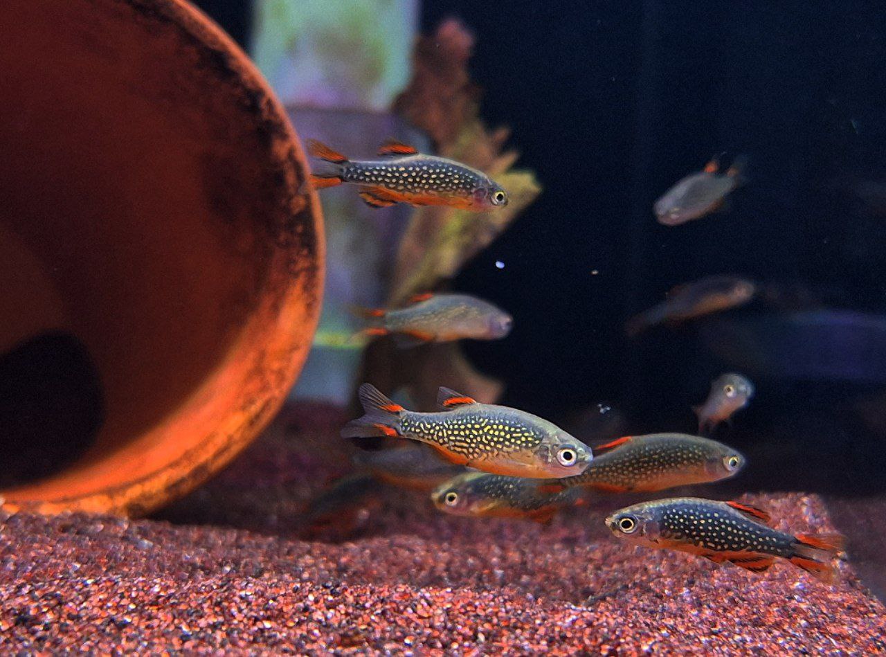 Danio Margaritatus by Iven Betta