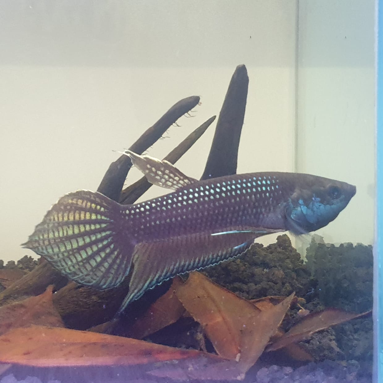 Betta Cracens by Iven Betta