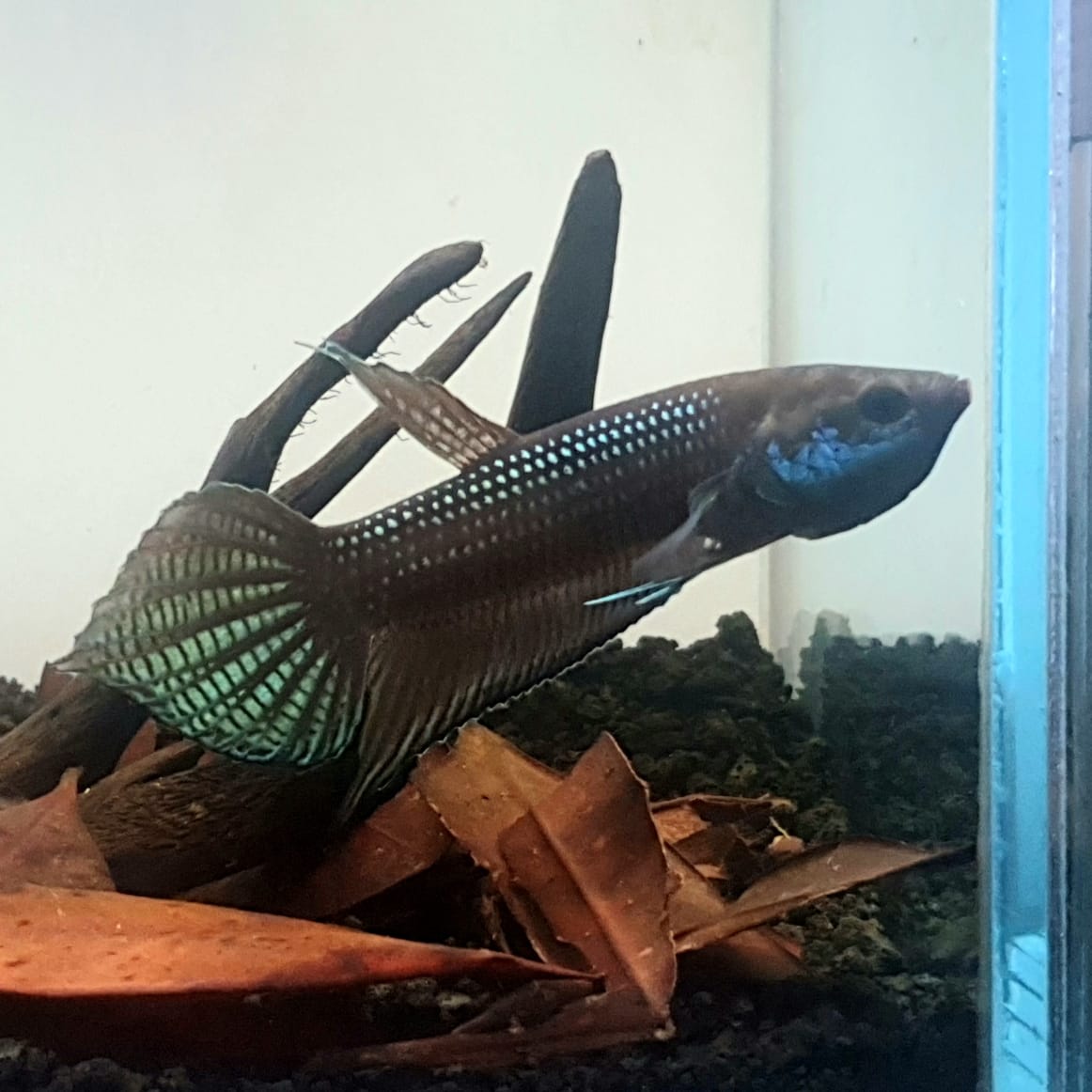 Betta Cracens by Iven Betta