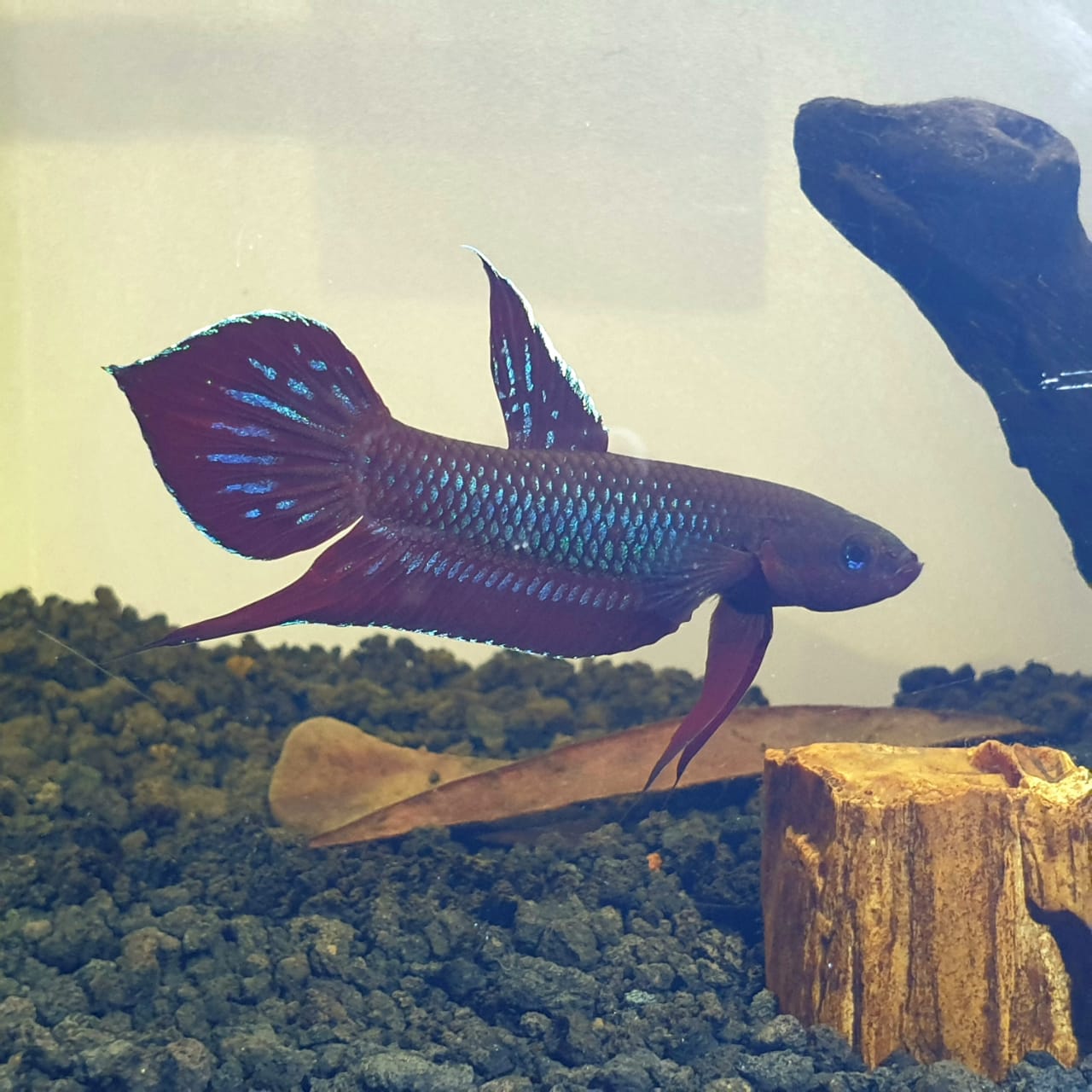 Betta Coccina by Iven Betta
