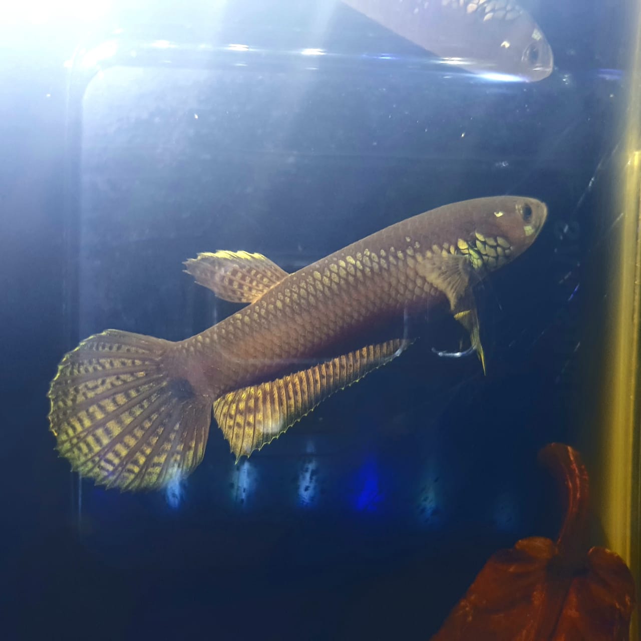 Betta Ocellata by Iven Betta