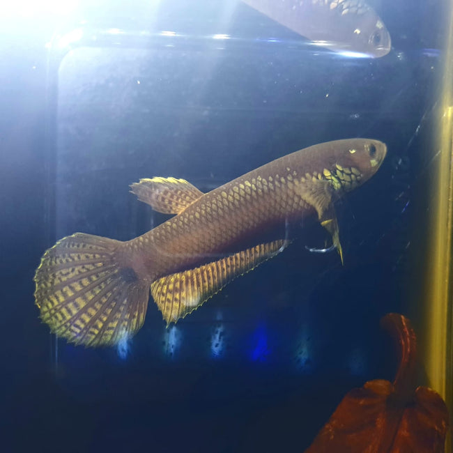 Betta Ocellata by Iven Betta