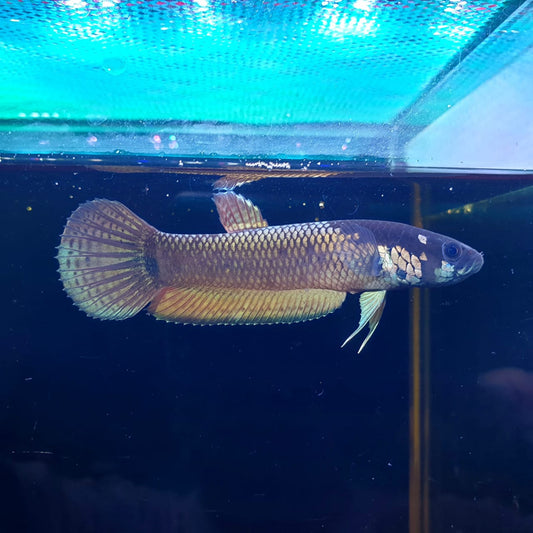 Betta Ocellata by Iven Betta