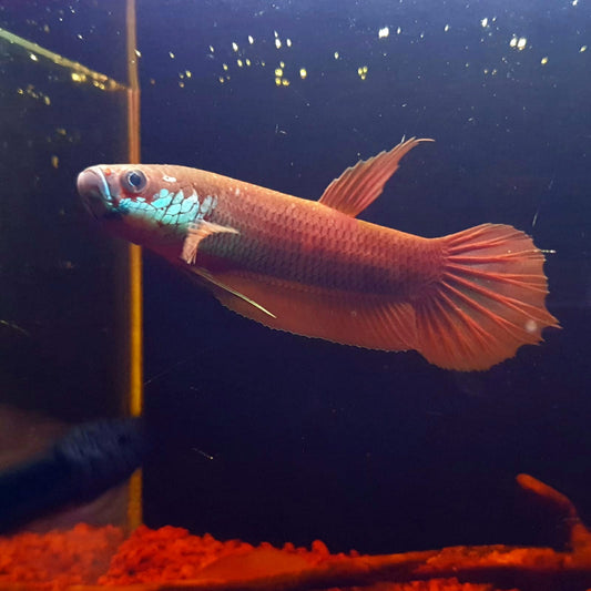 Betta Patoti by Iven Betta