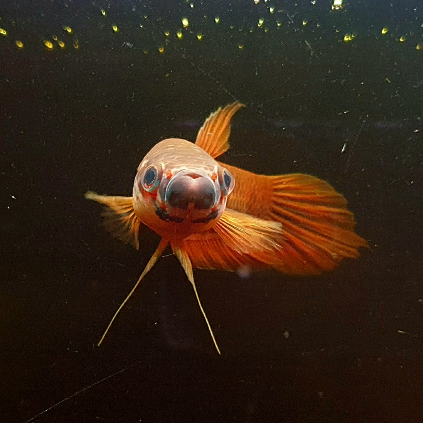 Betta Patoti by Iven Betta
