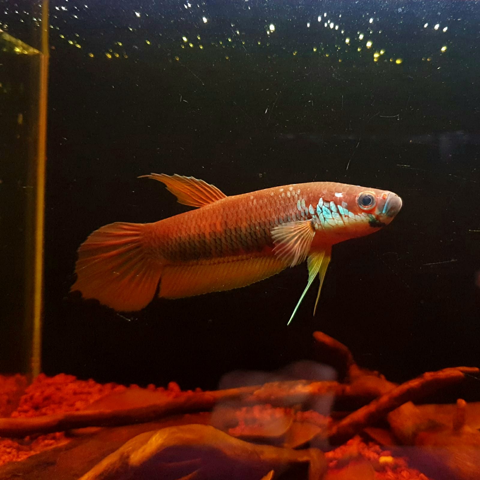 Betta Patoti by Iven Betta