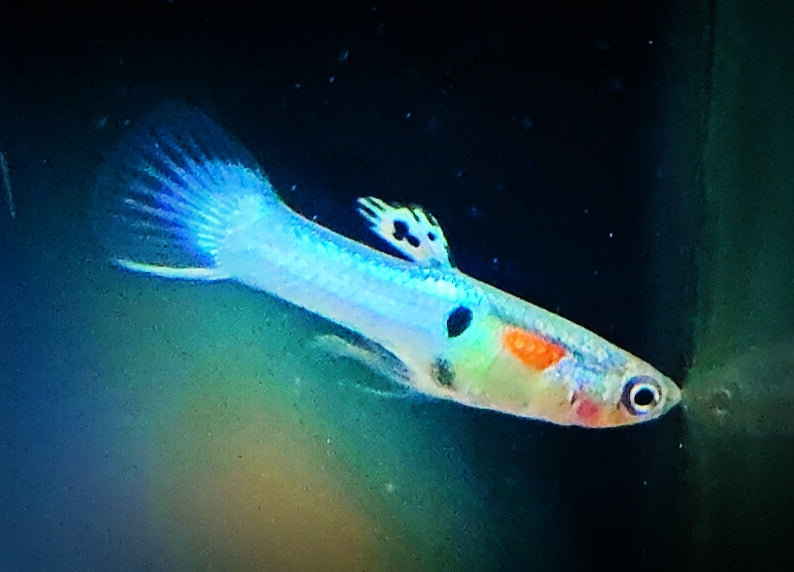 Poecilia Wingei 'Royal Blue’ by ivenbetta