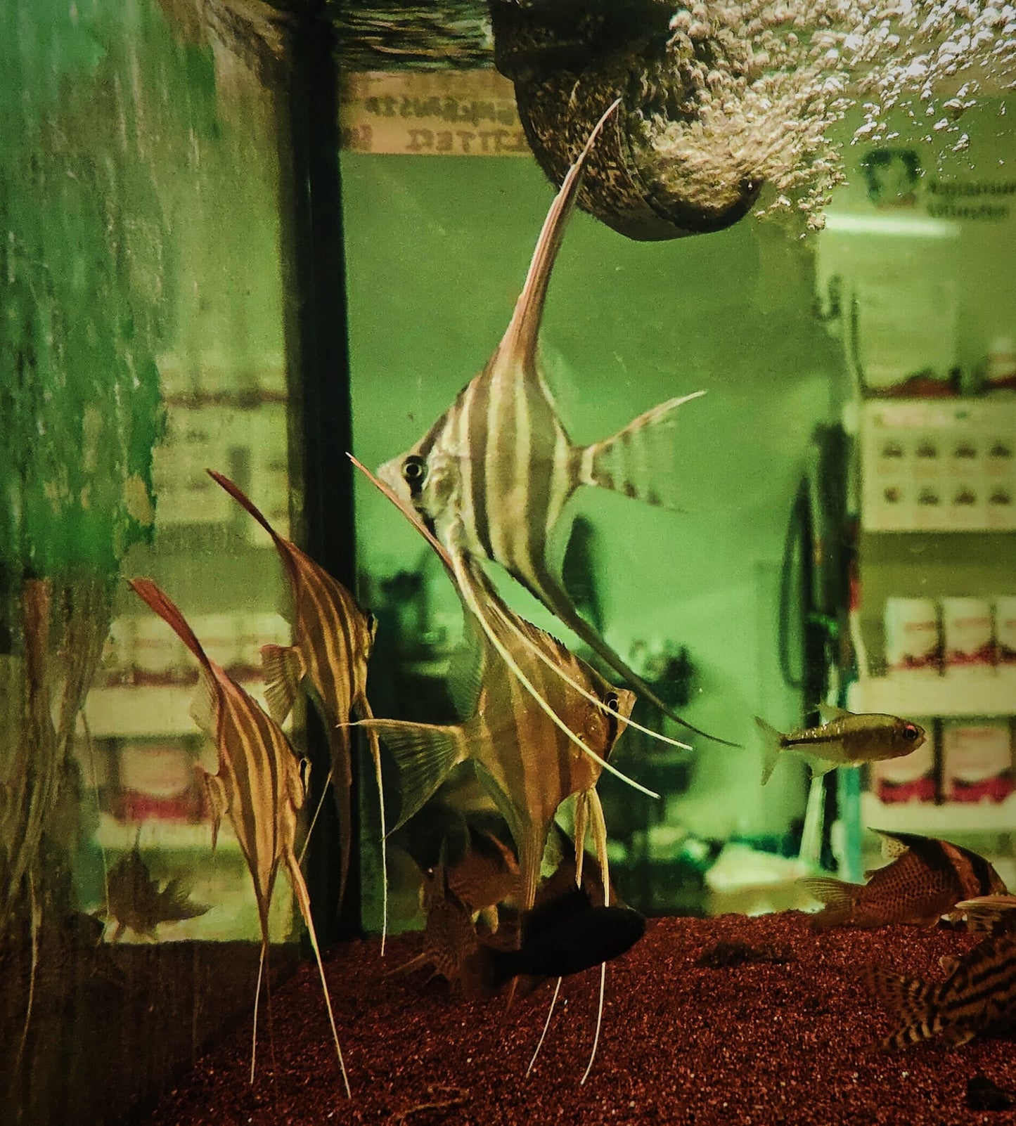 Pterophyllum Altum by Iven Betta