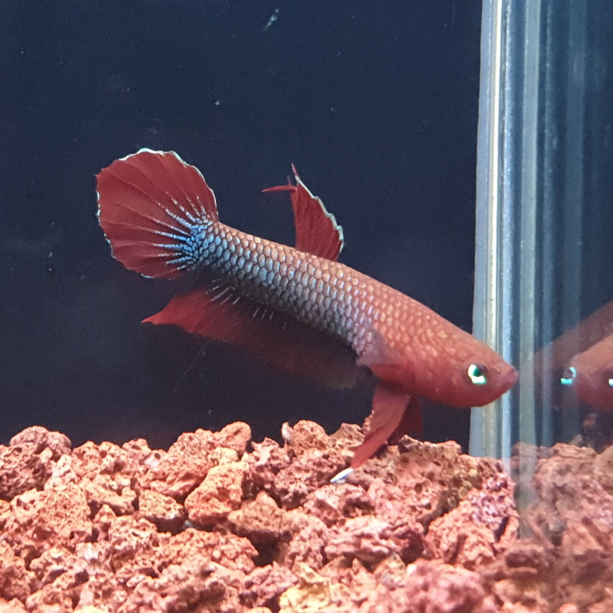 Betta Iaspis sp. Api Api "Jade" by Iven Betta