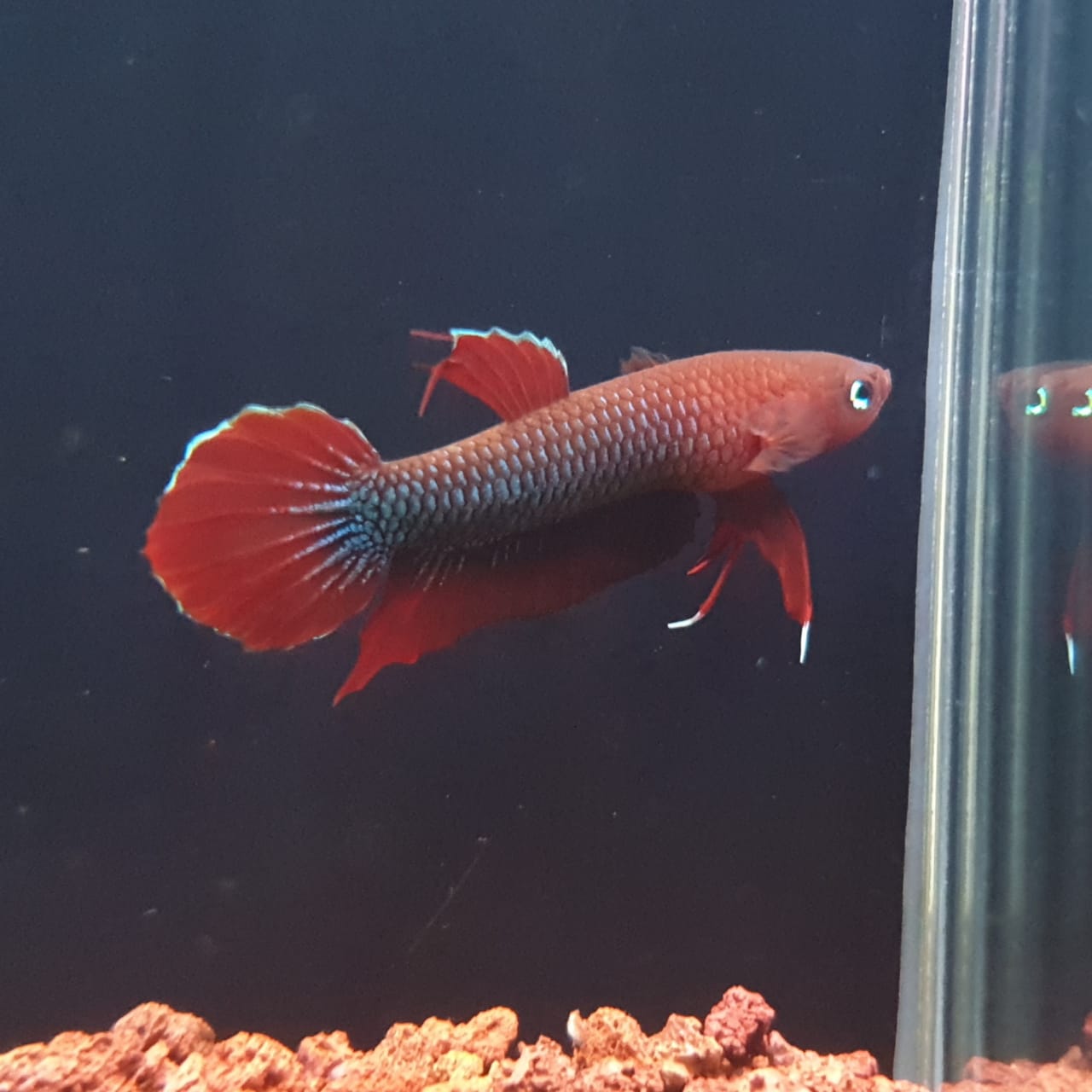 Betta Iaspis sp. Api Api "Jade" by Iven Betta