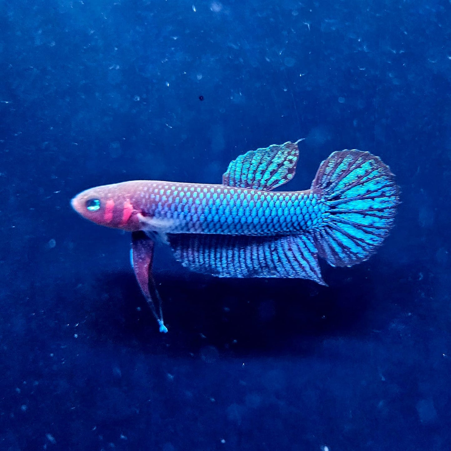 Betta Hendra by Iven Betta