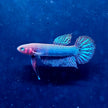 Betta Hendra by Iven Betta
