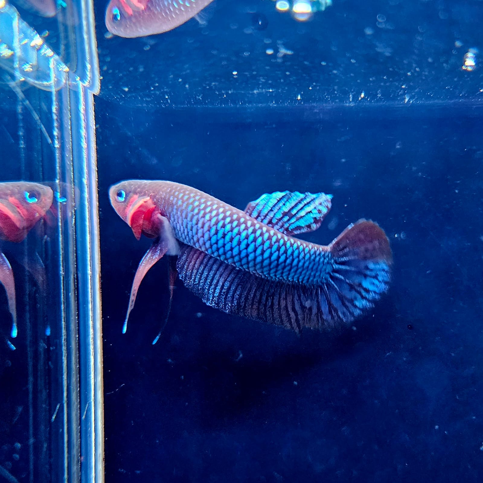 Betta Hendra by Iven Betta