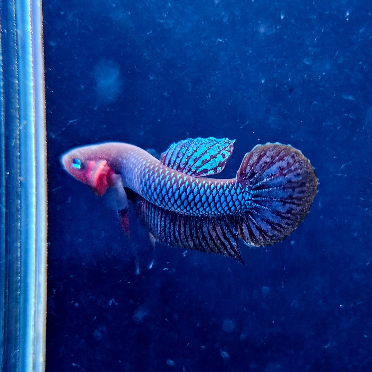 Betta Hendra by Iven Betta