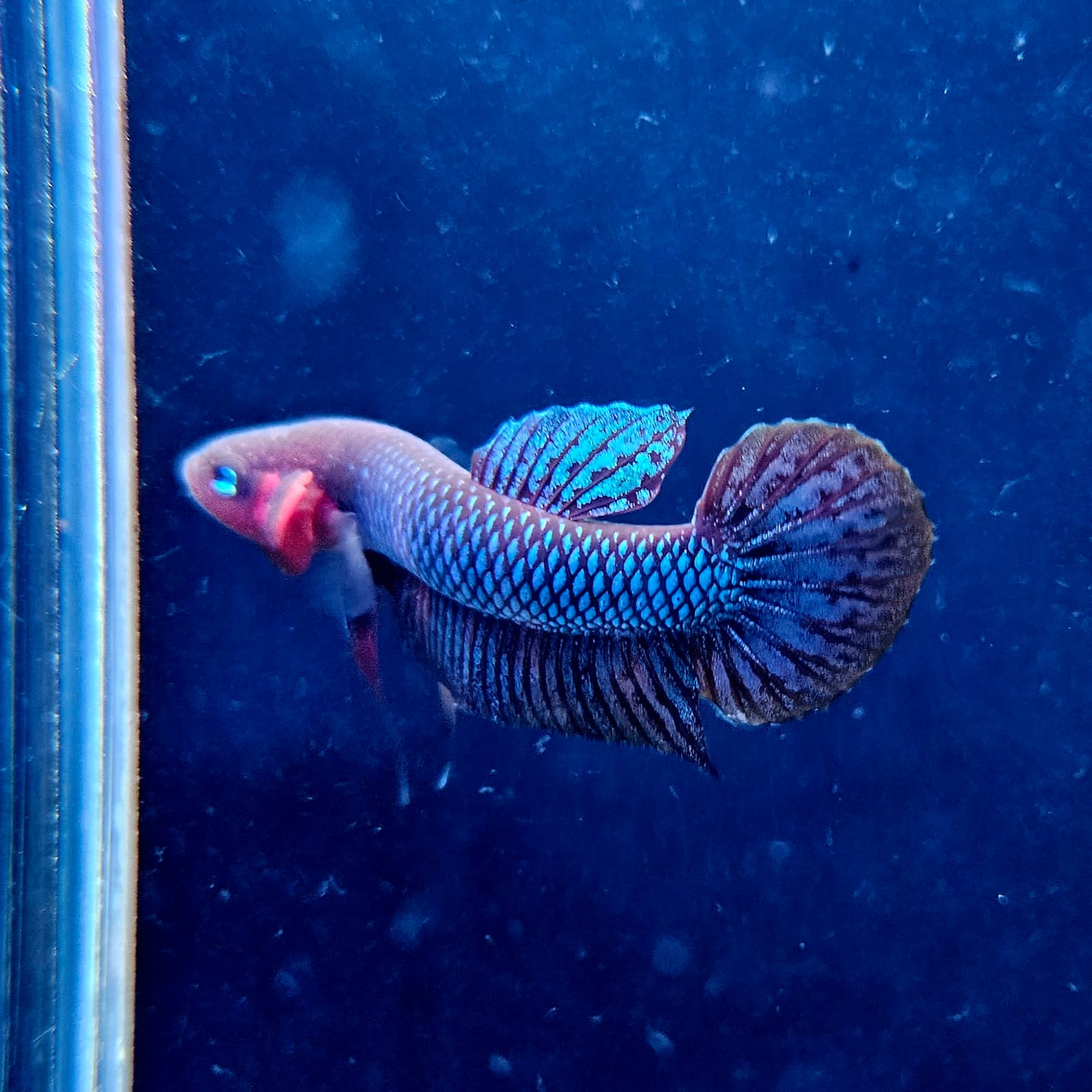 Betta Hendra by Iven Betta