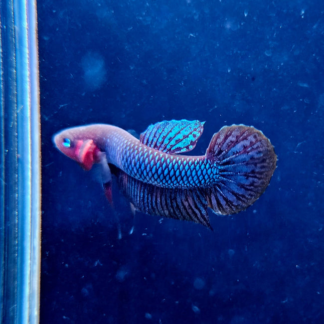 Betta Hendra by Iven Betta