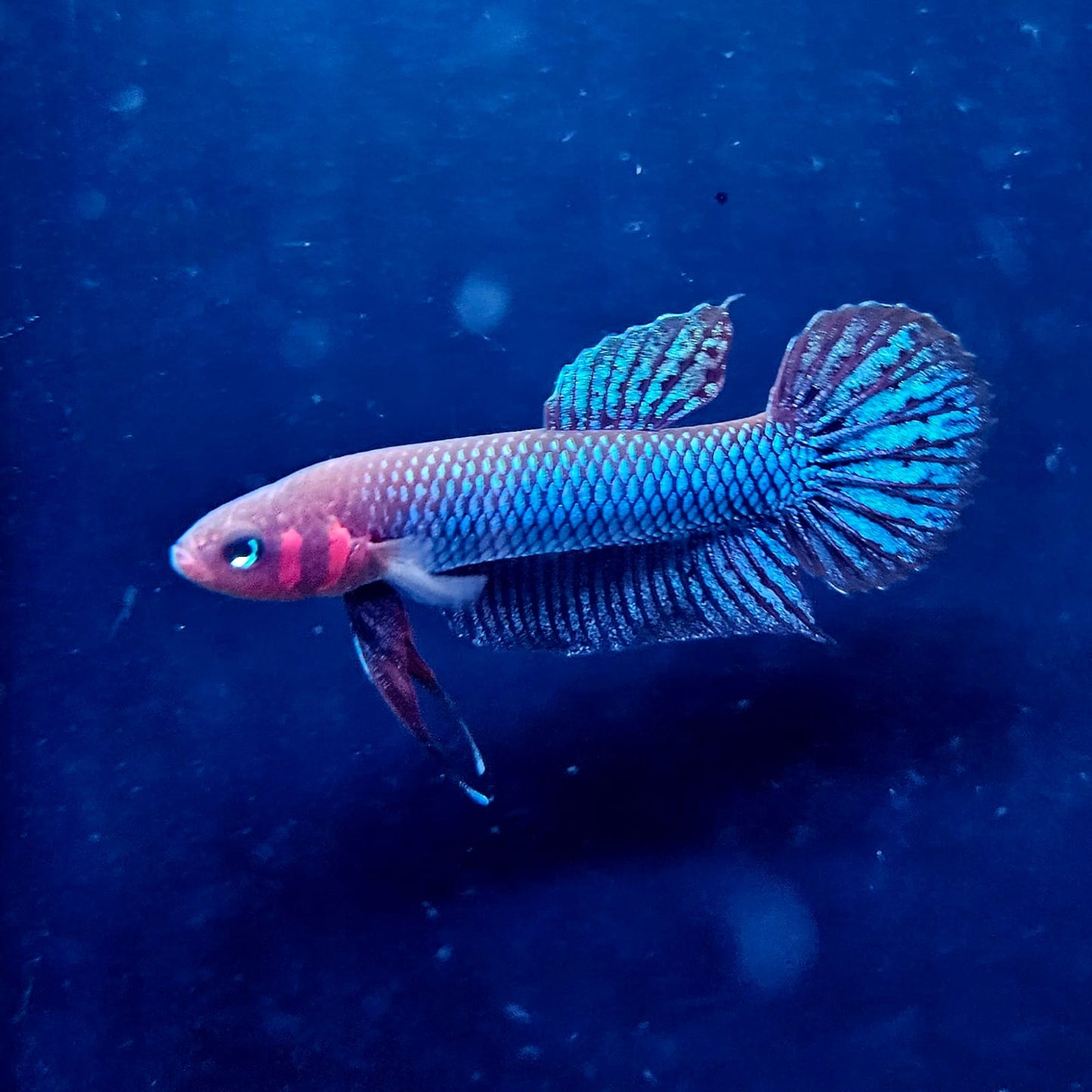 Betta Hendra by Iven Betta