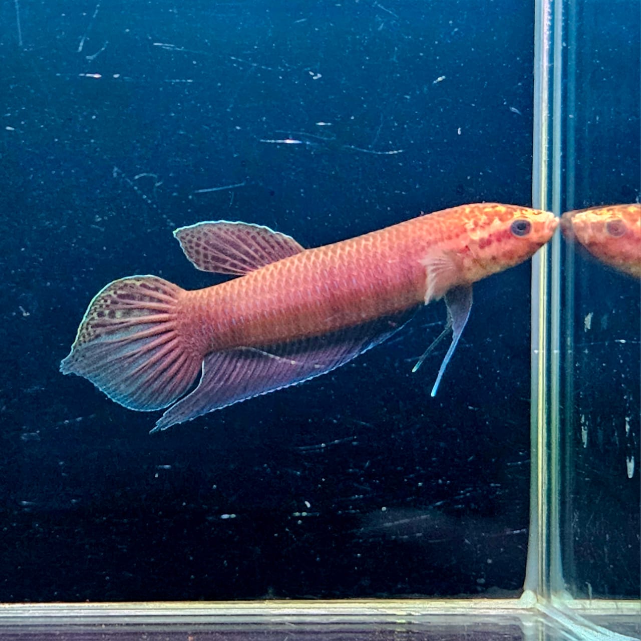 Betta Bellica by Iven Betta