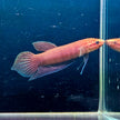 Betta Bellica by Iven Betta
