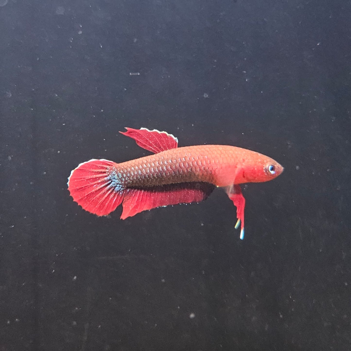 Betta Iaspis sp. Api Api "Jade" by Iven Betta