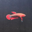 Betta Iaspis sp. Api Api 
