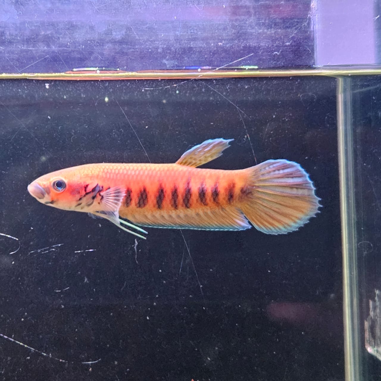 Betta Patoti by Iven Betta