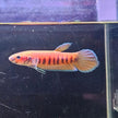 Betta Patoti by Iven Betta