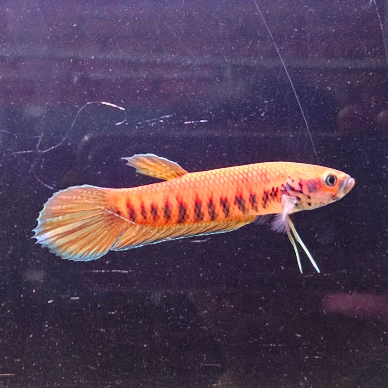 Betta Patoti by Iven Betta