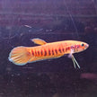 Betta Patoti by Iven Betta