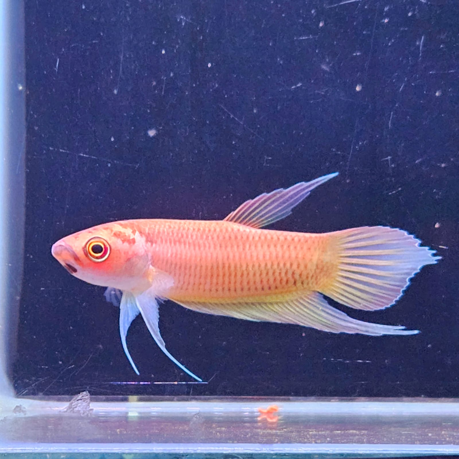 Betta Renata by Iven Betta