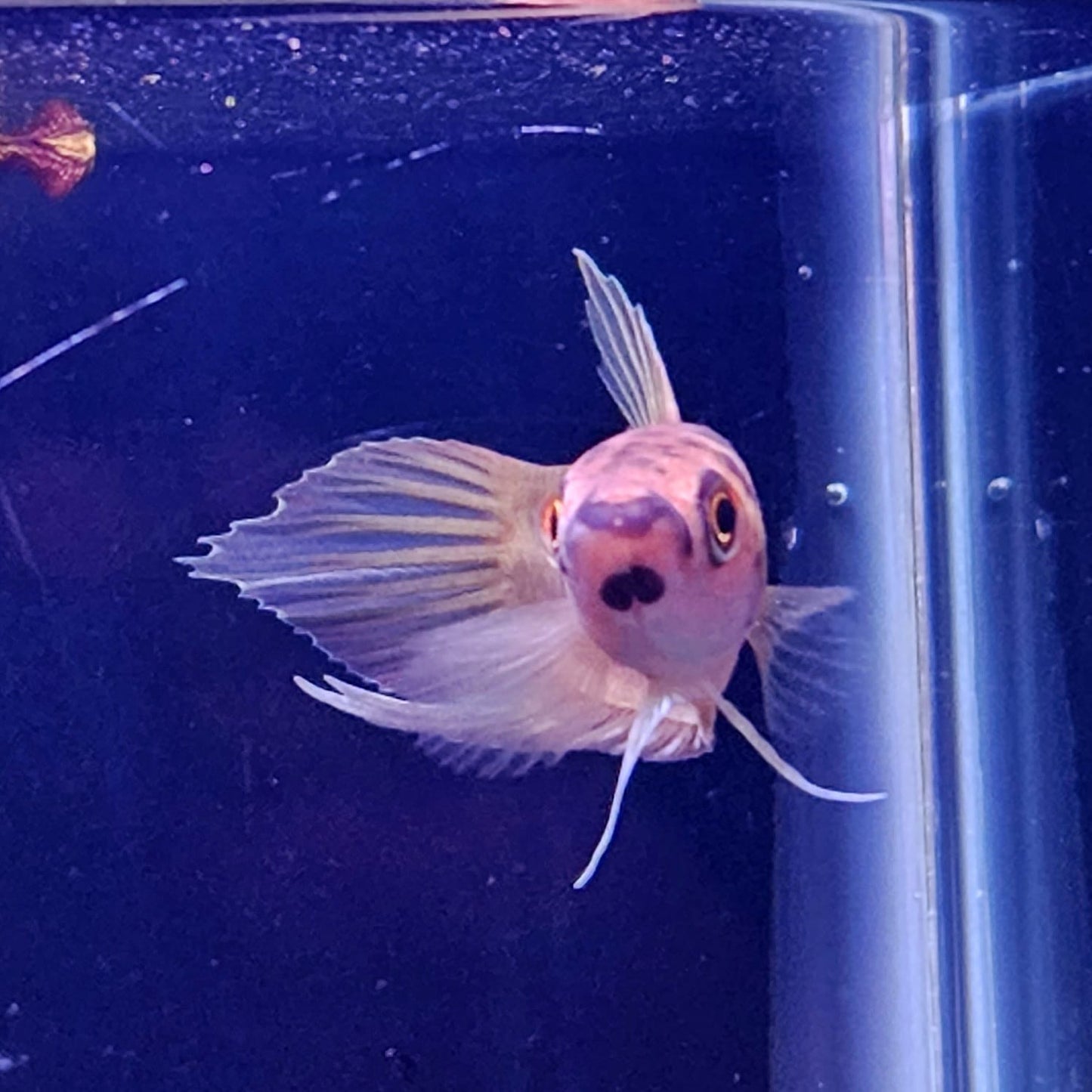 Betta Renata by Iven Betta