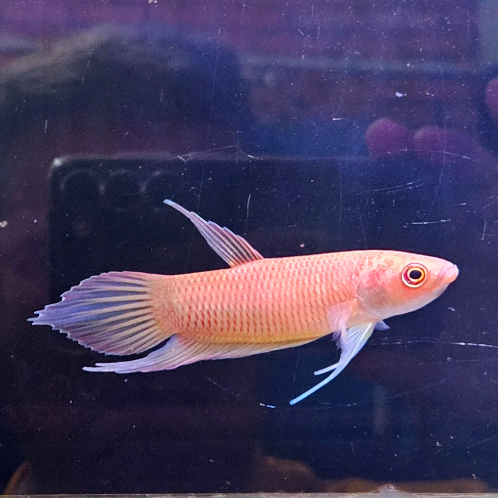Betta Renata by Iven Betta