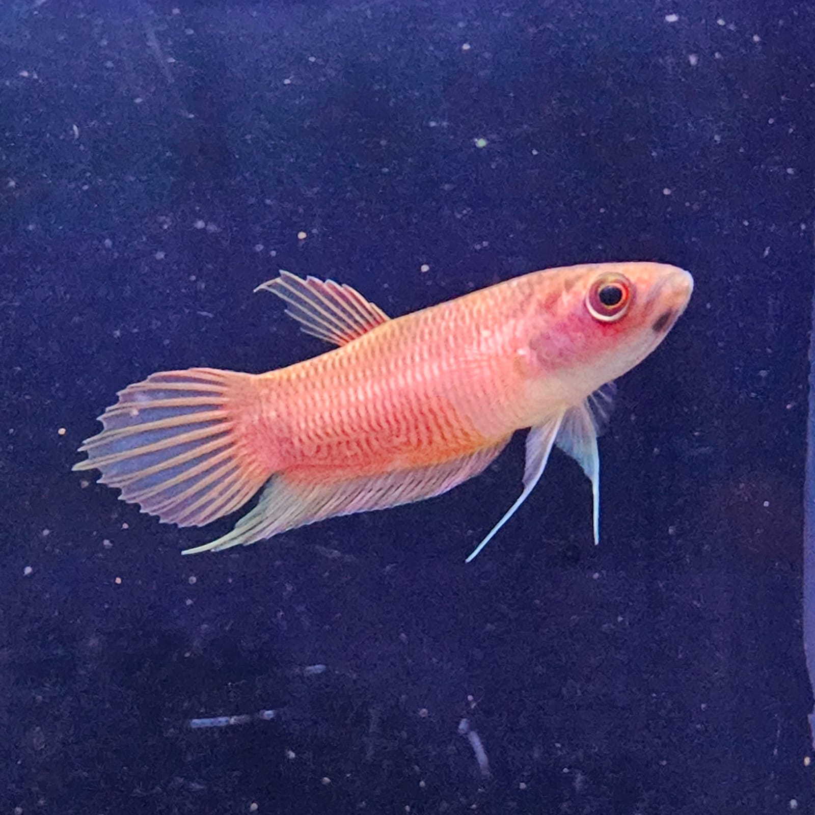 Betta Renata by Iven Betta