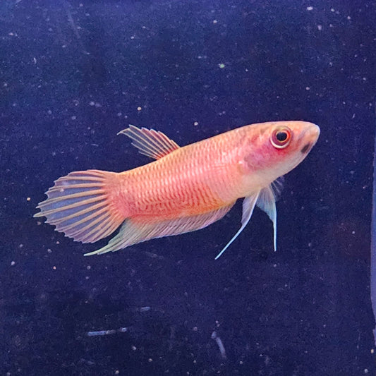 Betta Renata by Iven Betta