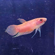 Betta Renata by Iven Betta