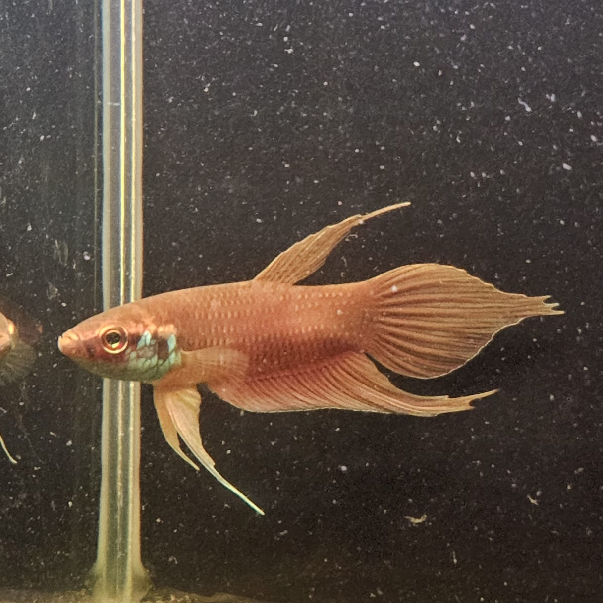Betta Raja by Iven Betta