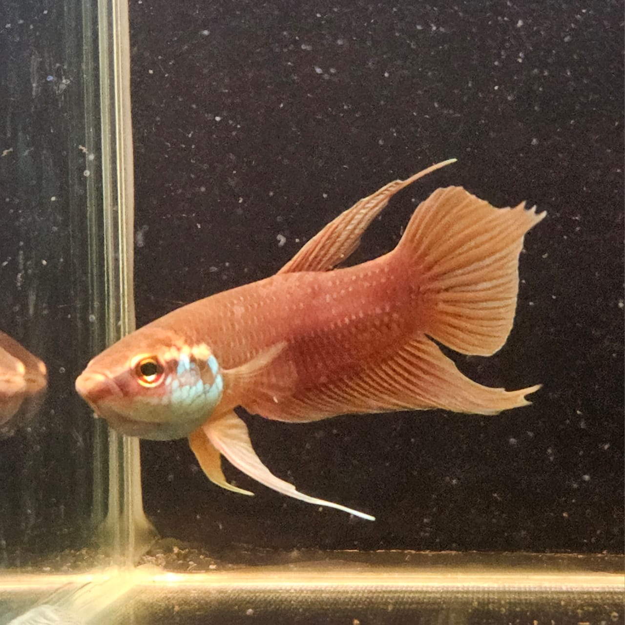 Betta Cracens "AGG Orange" by Iven Betta