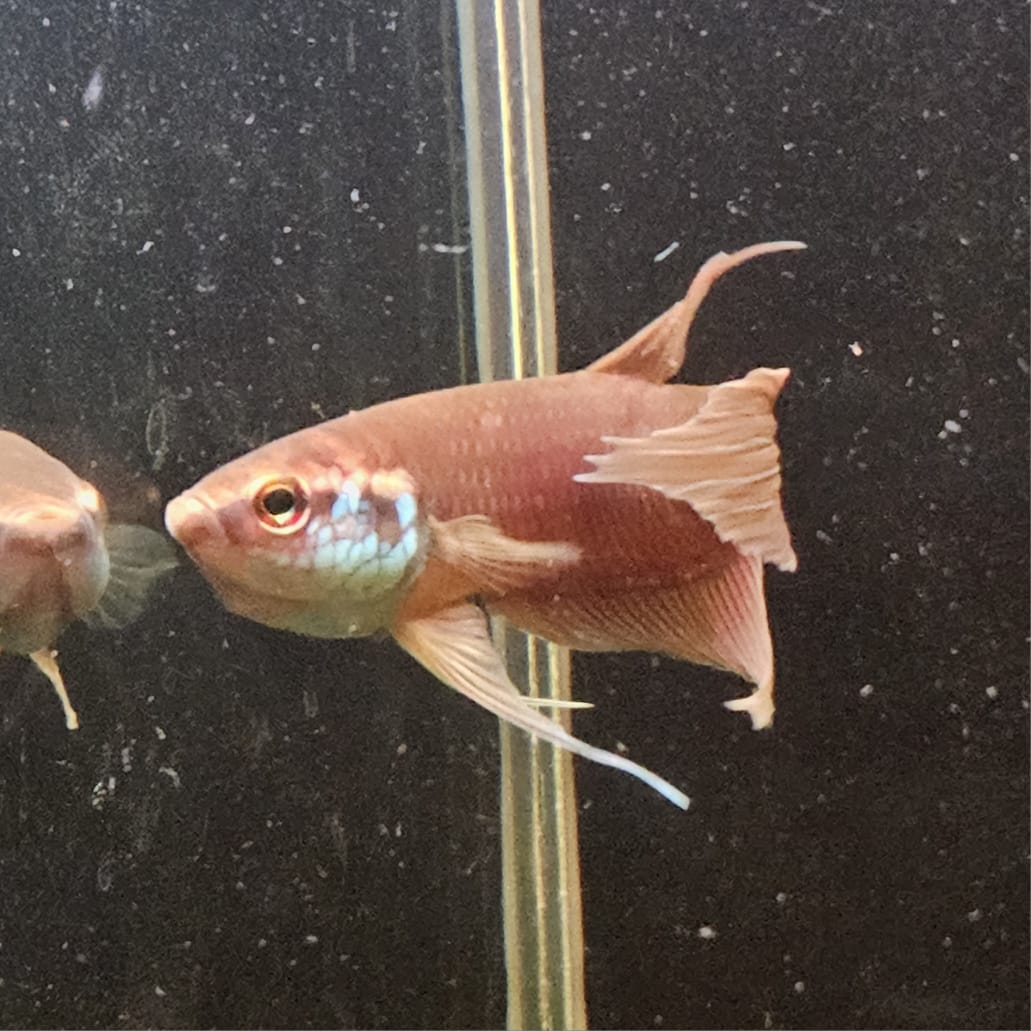 Betta Raja by Iven Betta