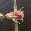 Betta Raja by Iven Betta
