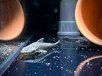 Hypoptopoma Gulare by Iven Betta