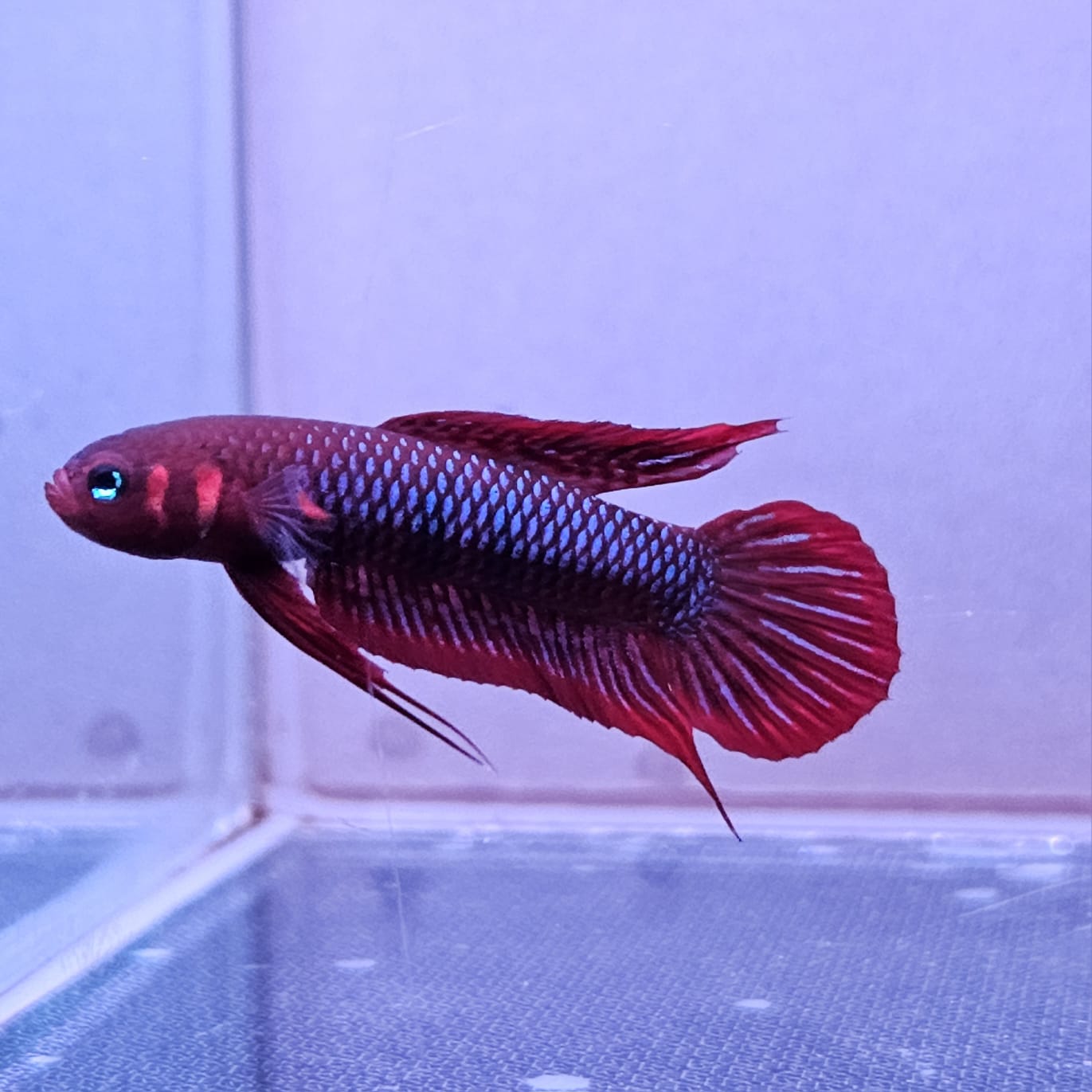 Betta Uberis by Iven Betta