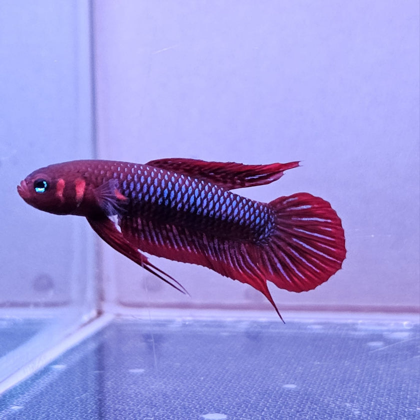 Betta Uberis by Iven Betta