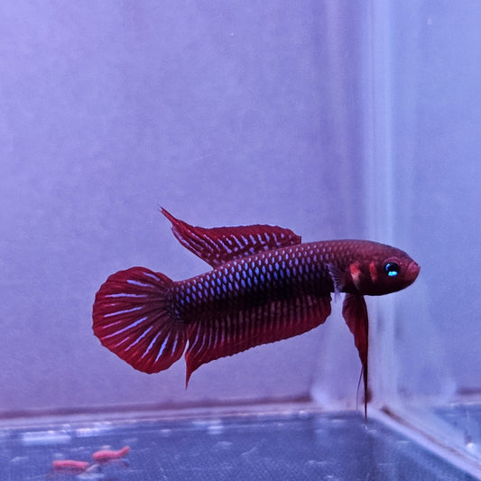 Betta Uberis by Iven Betta