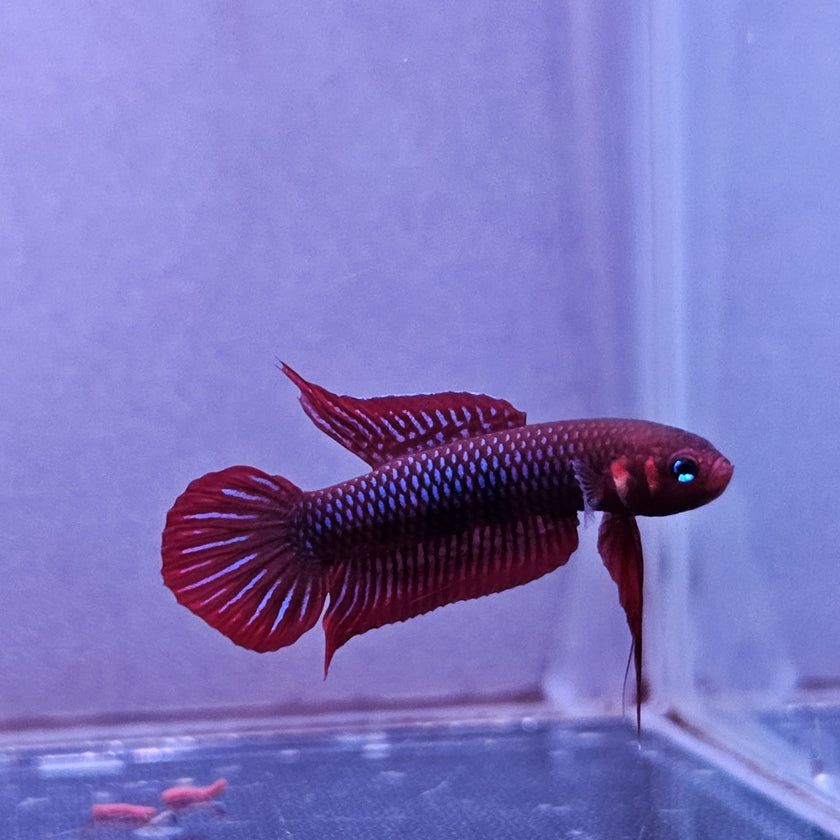 Betta Uberis by Iven Betta