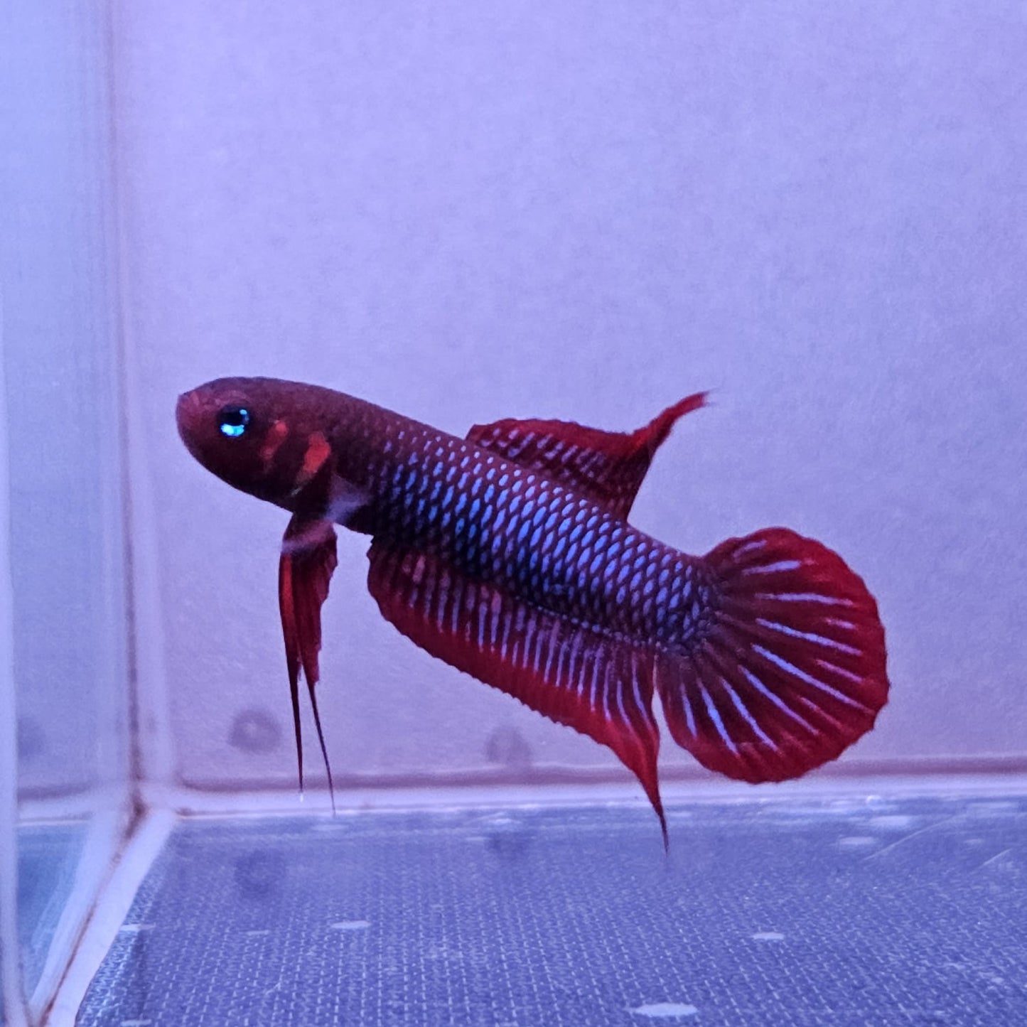Betta Uberis by Iven Betta