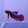 Betta Uberis by Iven Betta