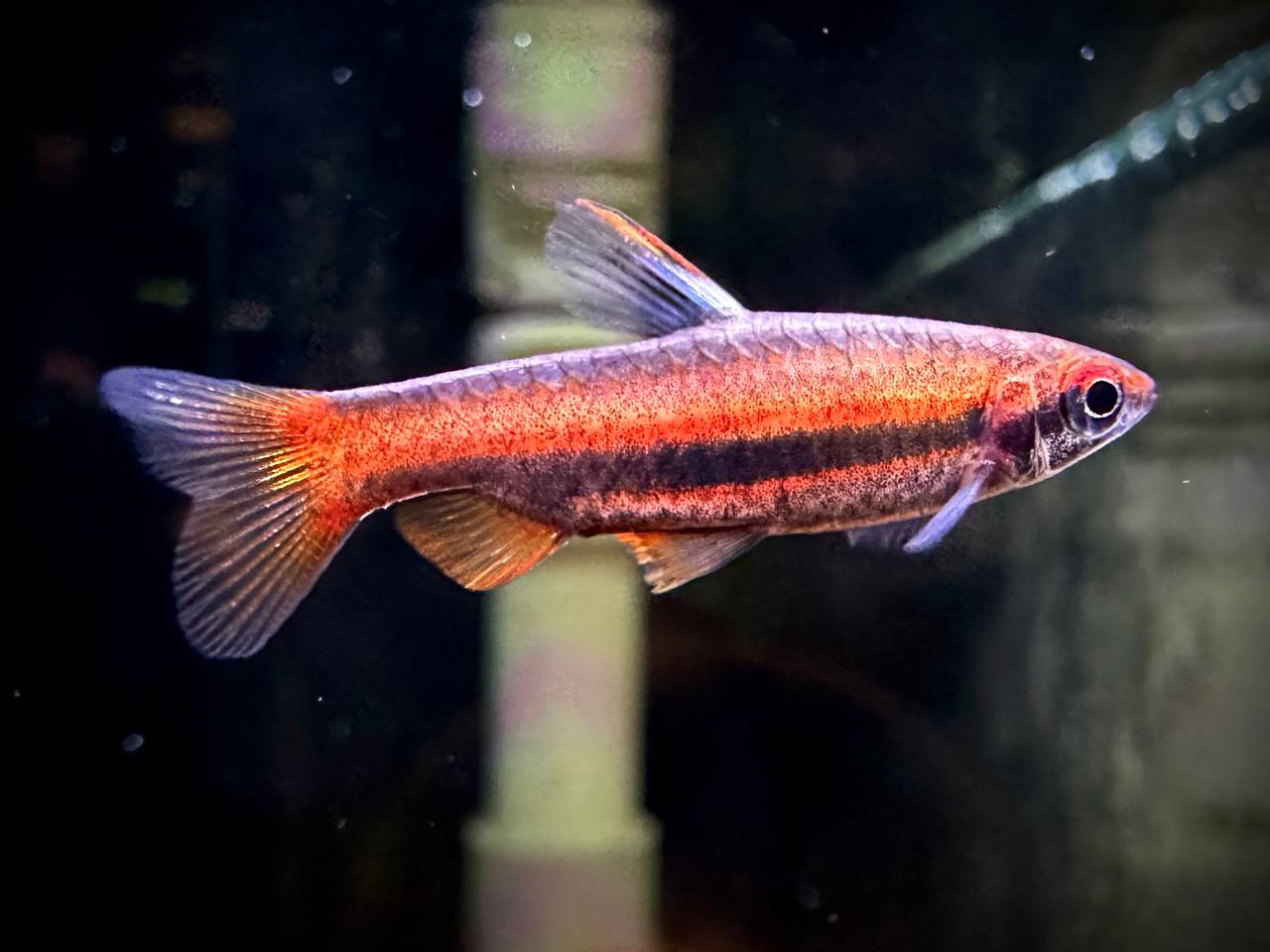 Nannostomus Mortenthaleri by Iven Betta