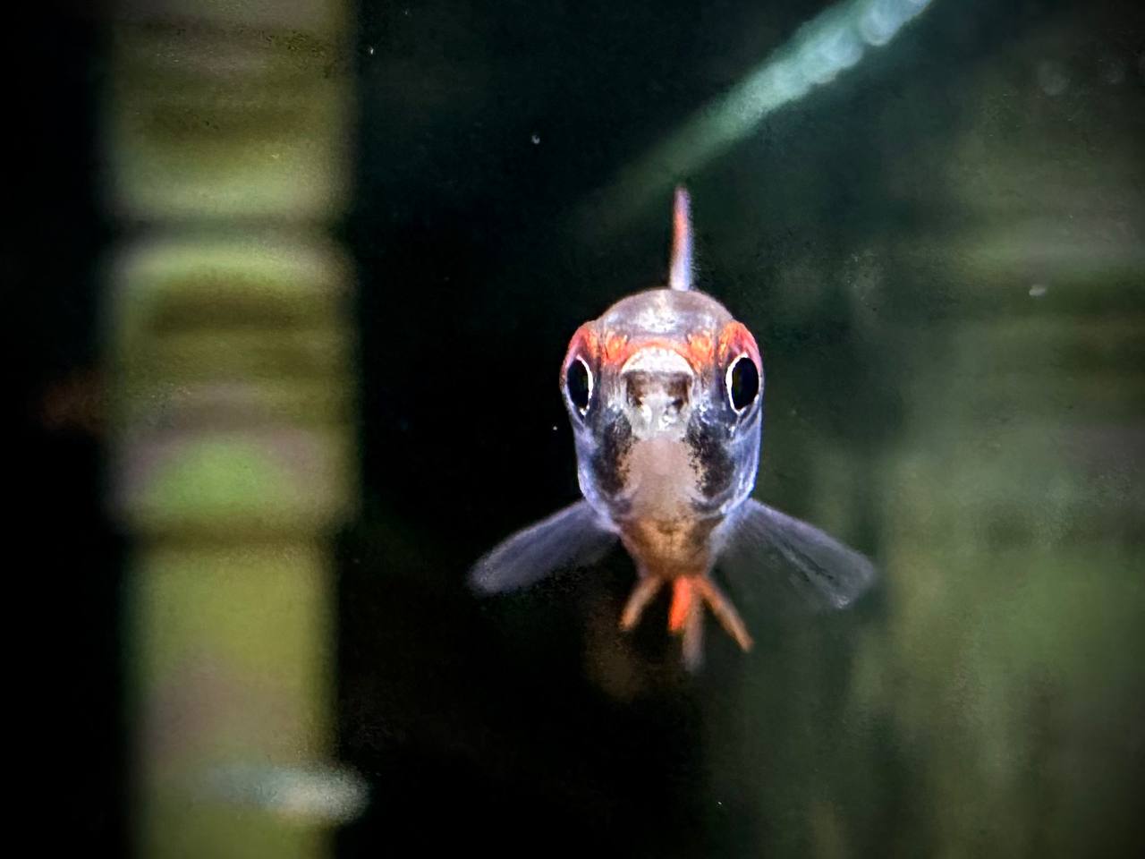 Nannostomus Mortenthaleri by Iven Betta