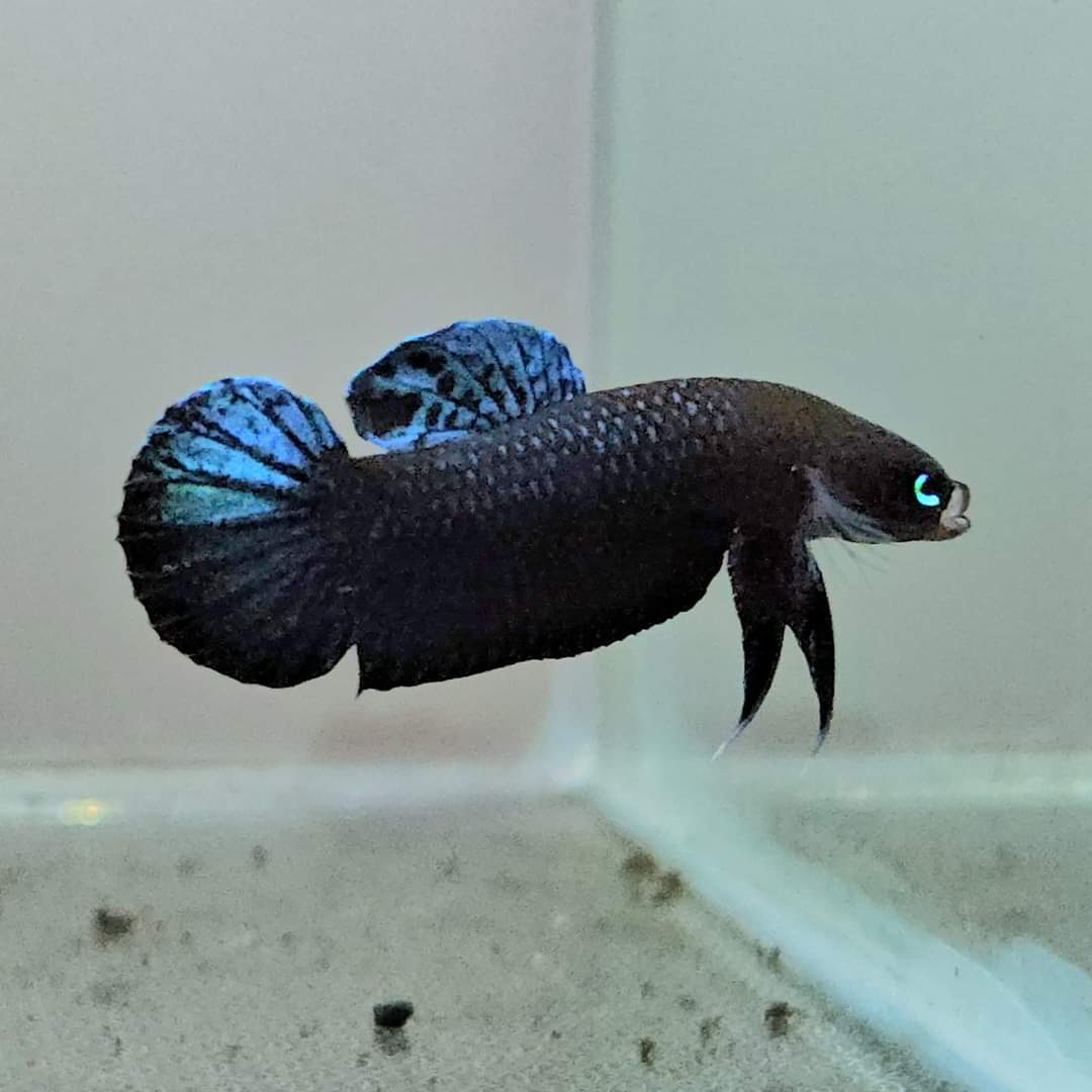 Betta Persephone by Iven Betta