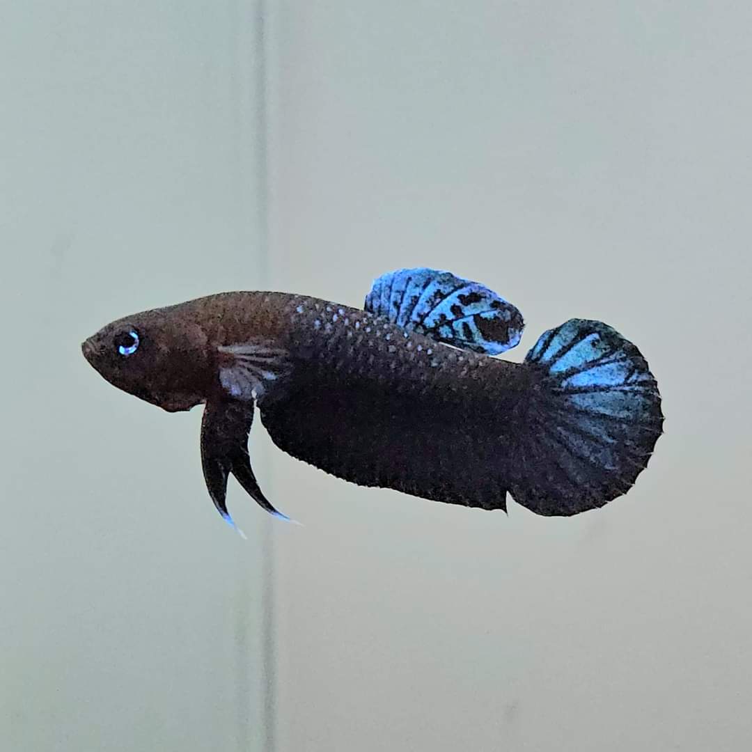 Betta Persephone by Iven Betta